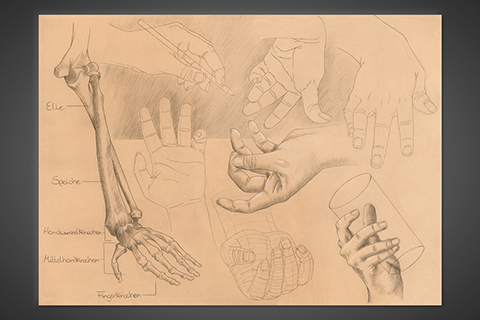 Handstudie mit Bleistift und Buntstift